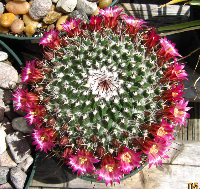 Mammillaria erythra f. ruber